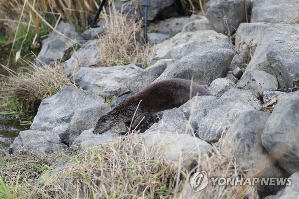 금호강에 터 잡은 수달