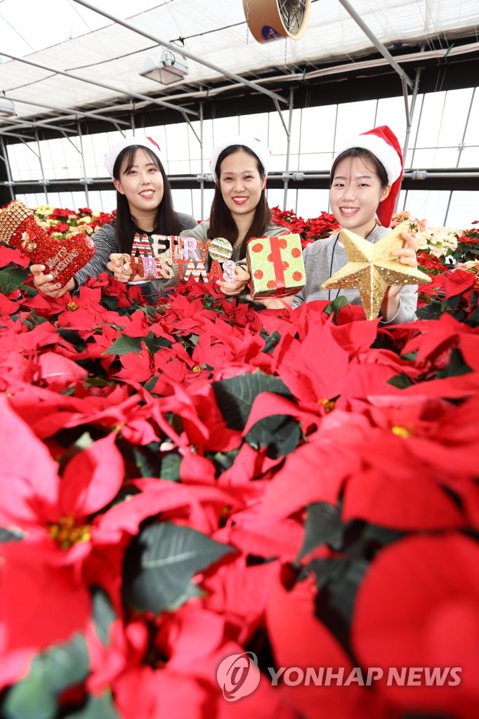 Poinsettias for Christmas Poinsettias for Christmas