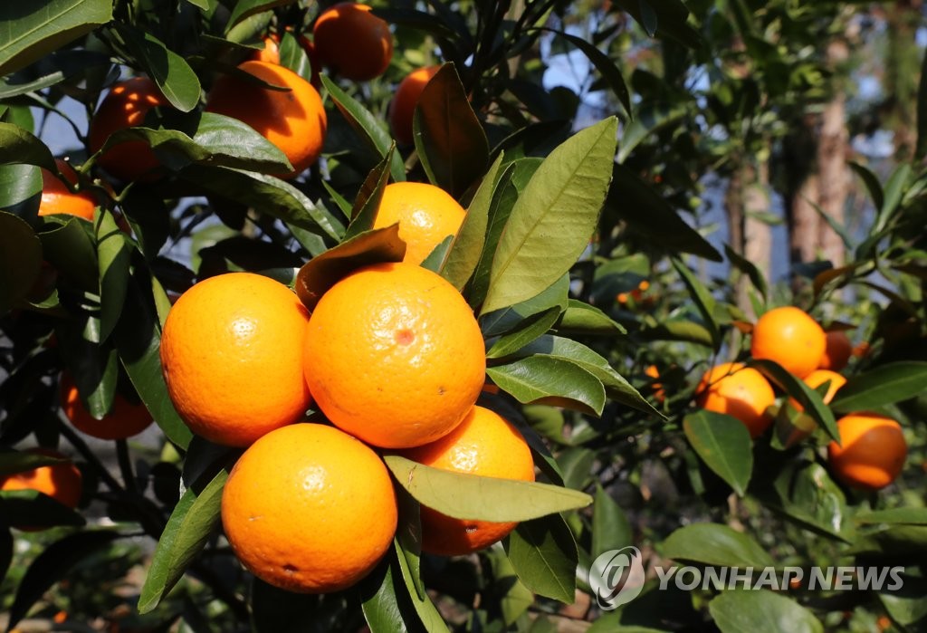 국산 감귤 신품종 '미니향'