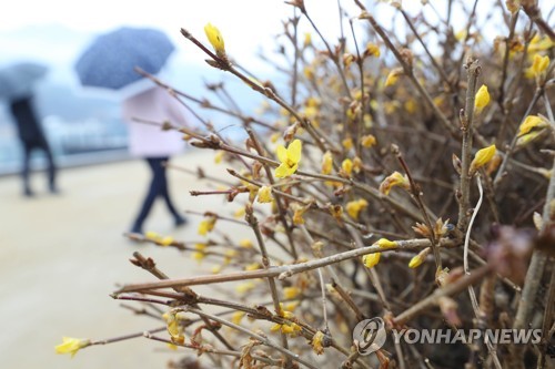 '겨울비와 개나리'