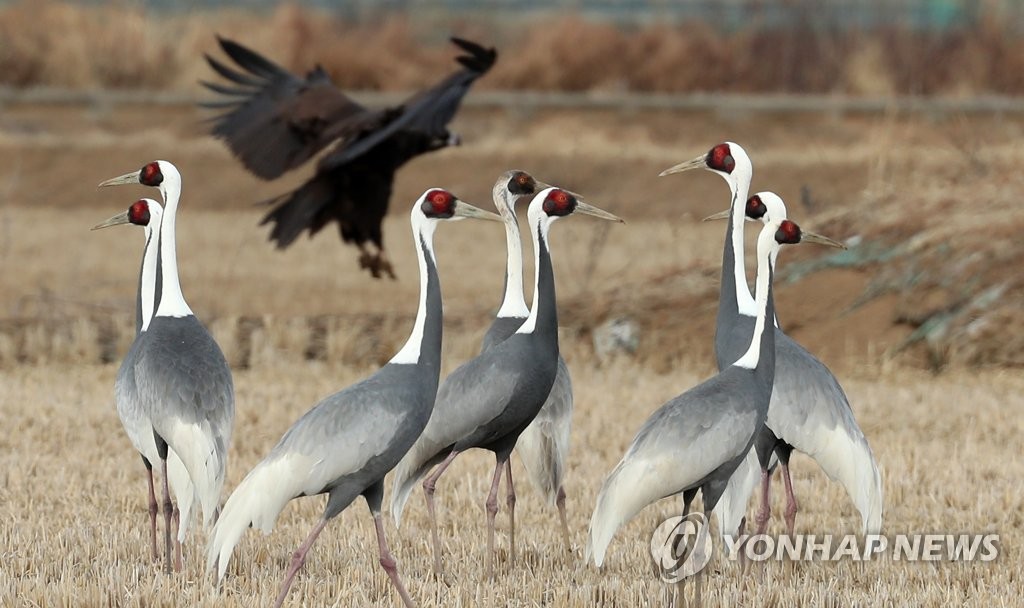 재두루미와 독수리