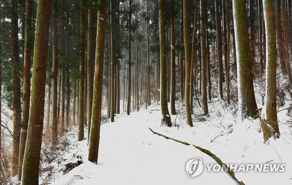 하얀 눈 내려앉은 축령산 편백숲