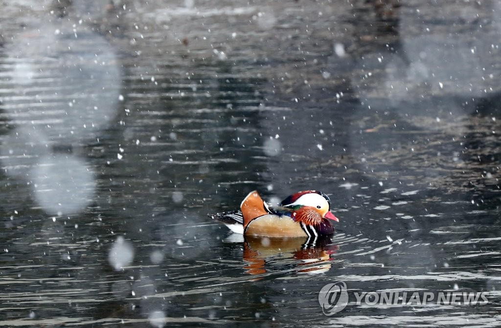 원앙의 겨울