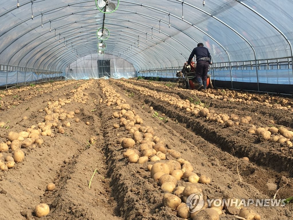 곡성군, 겨울재배 감자 수확