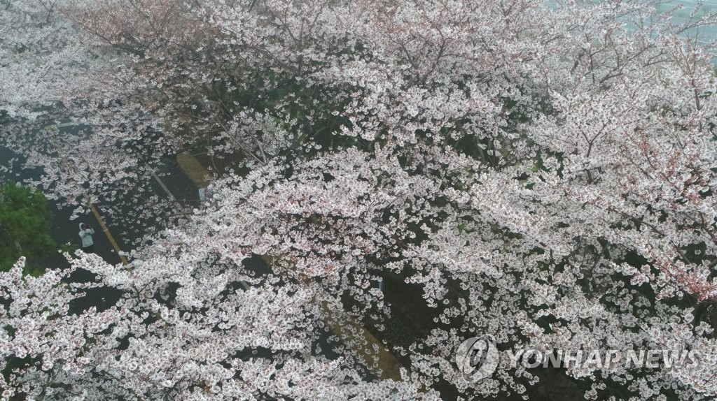 봄비 속 활짝 핀 벚꽃