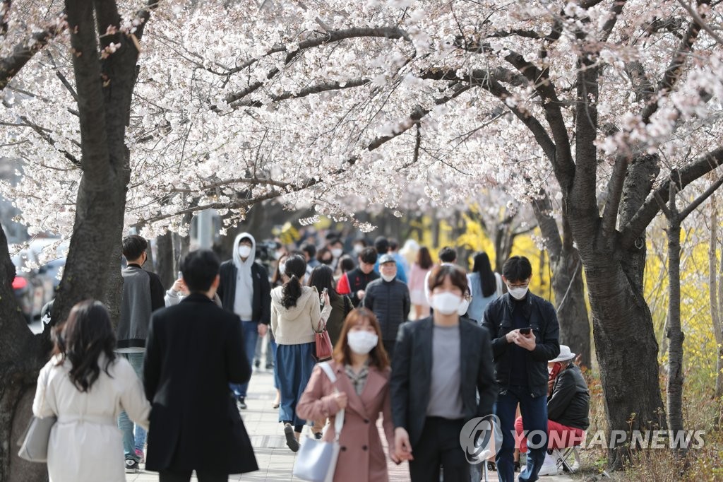 여의도 벚꽃길 마지막 주말 나들이…내달 1일부터 전면 통제