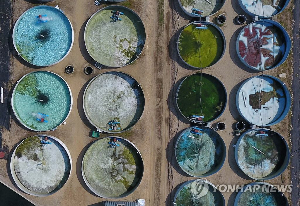 산천어 폐기 처분 뒤 텅빈 수조