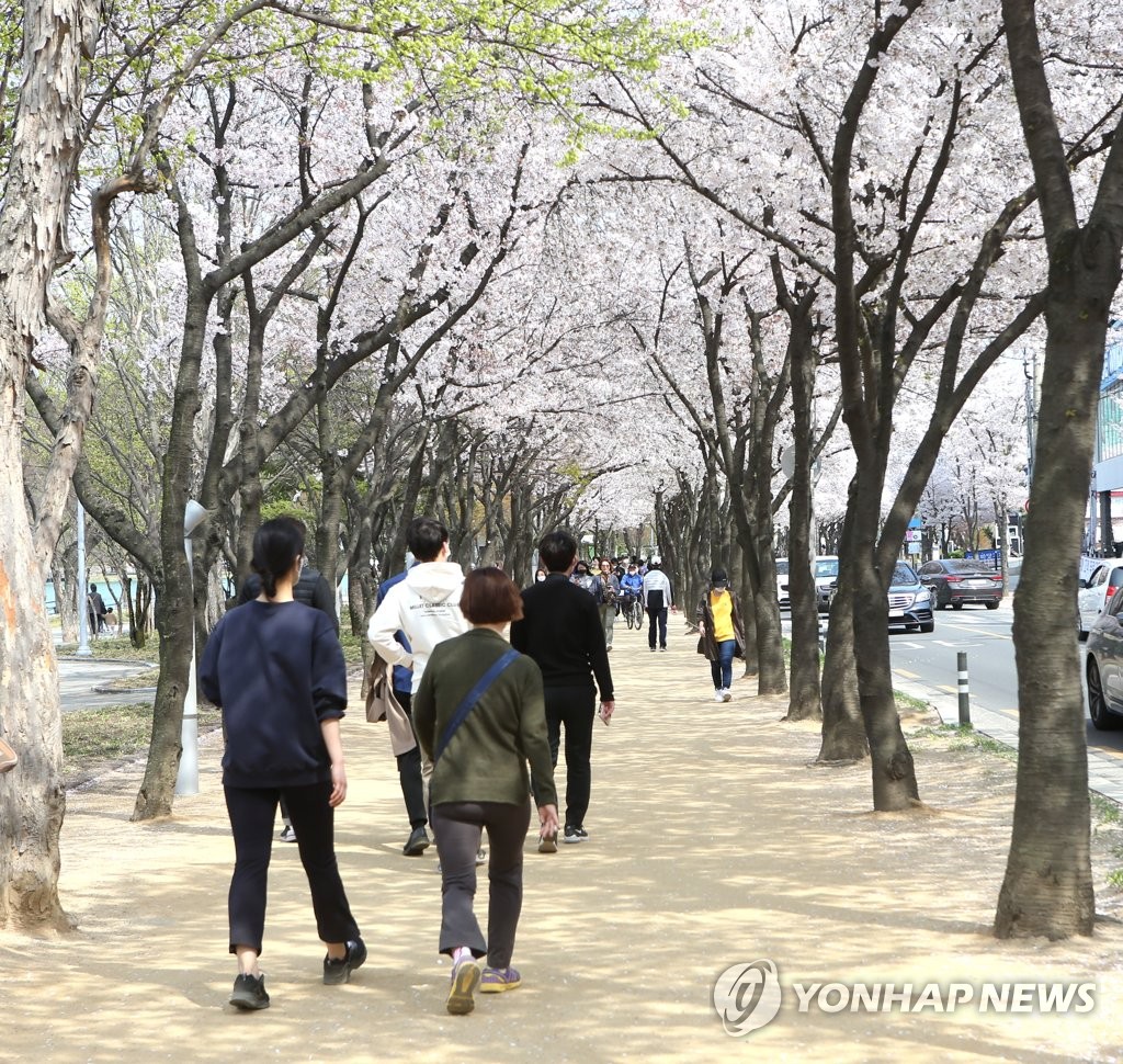 대구 수성못 '벚꽃길' 산책하는 시민들