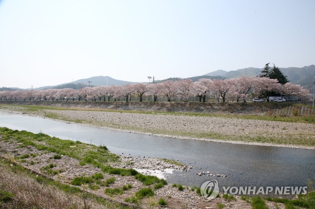 조용한 벚꽃길