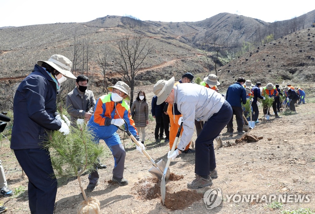 문 대통령, 산불피해 지역에 금강소나무 식수