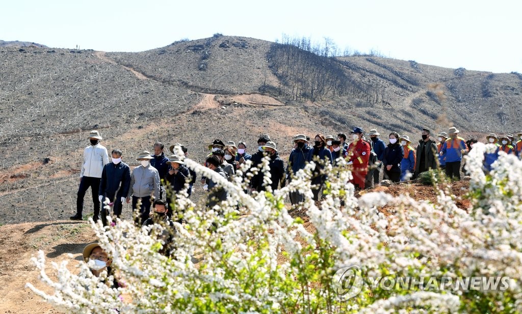 화마가 휩쓴 산에 금강송 심은 문 대통령