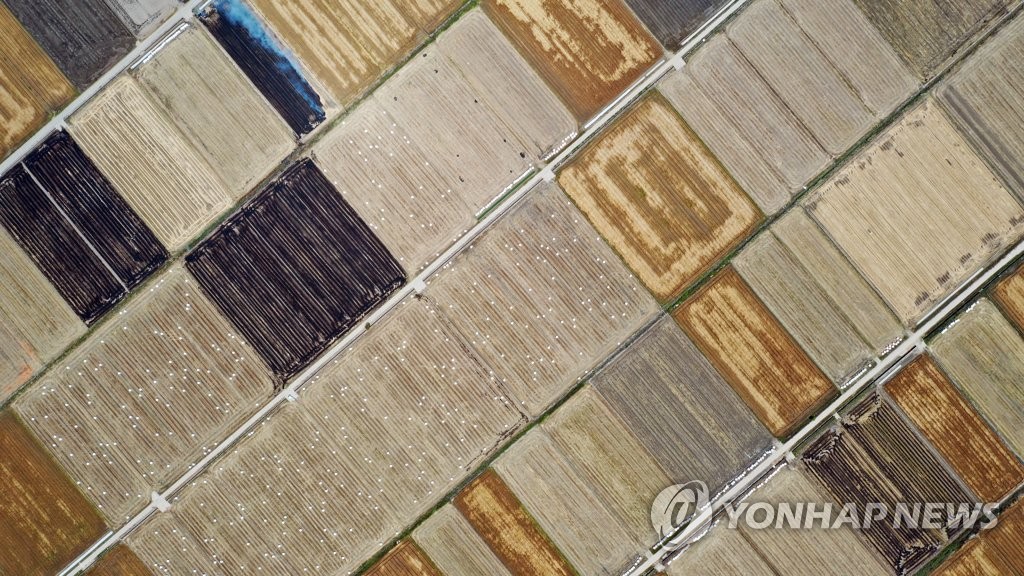 5월 농촌의 무늬