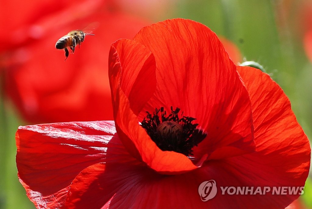 꿀벌 유혹하는 꽃양귀비