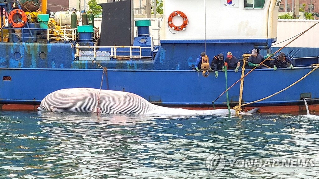 済州島近海でニタリクジラの死体 済州島近海でニタリクジラの死体