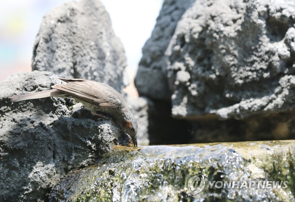 폭염에 목마른 직박구리