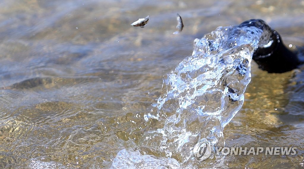인제 소양호에 방류되는 치어