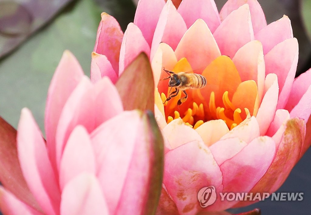 연꽃 향기에 취한 꿀벌