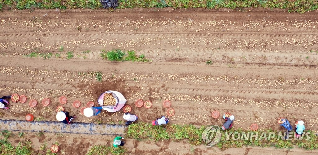'장마전에' 감자 수확