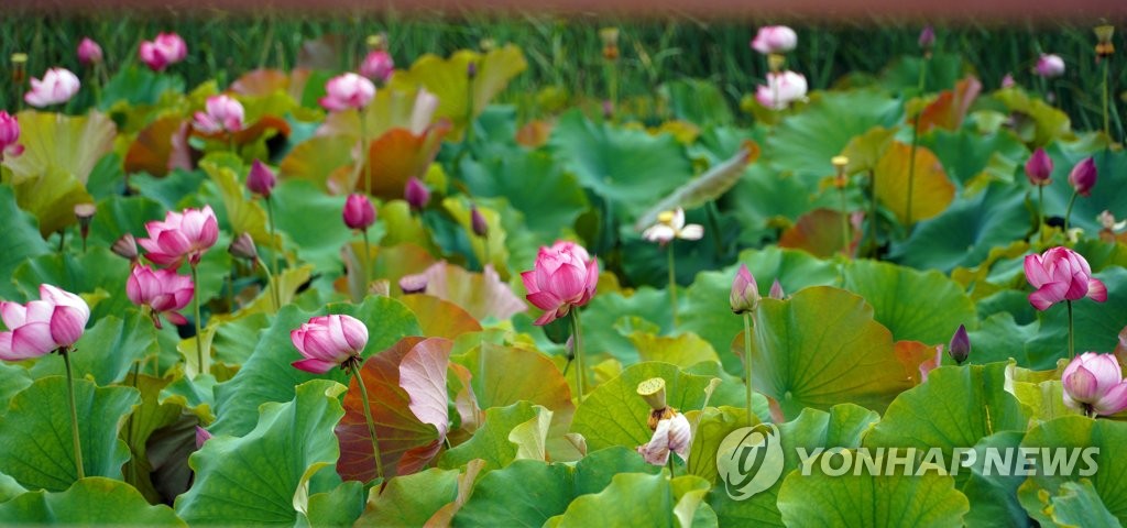 연꽃 풍경