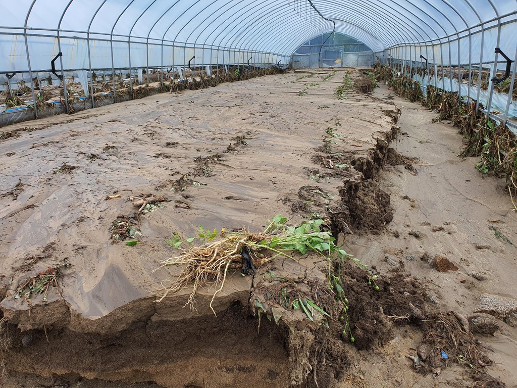 수마가 할퀸 비닐하우스
