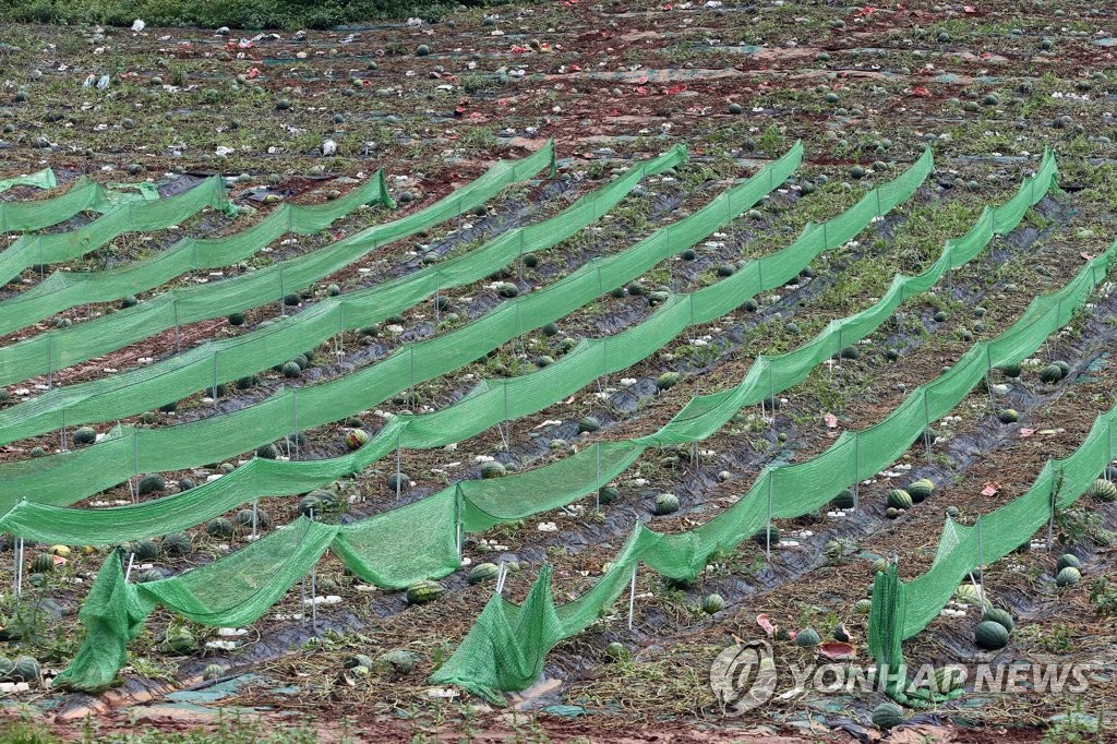 수박밭 폭우 피해