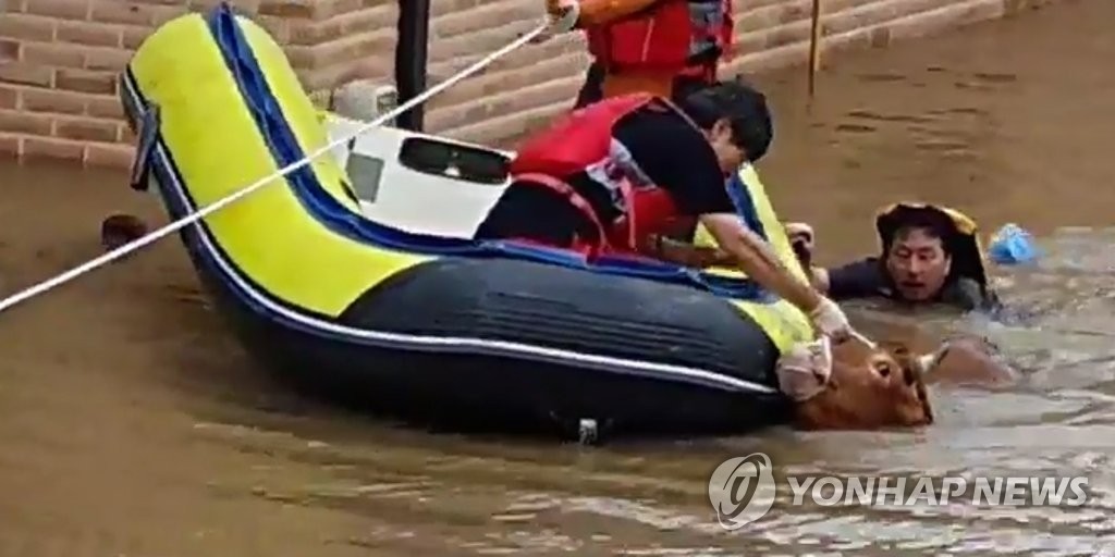 익사 위기의 소 구조작전