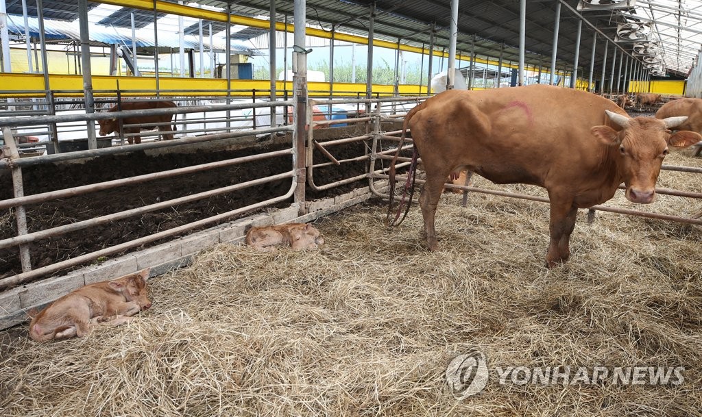 수해 사투끝에 쌍둥이 출산 어미 소