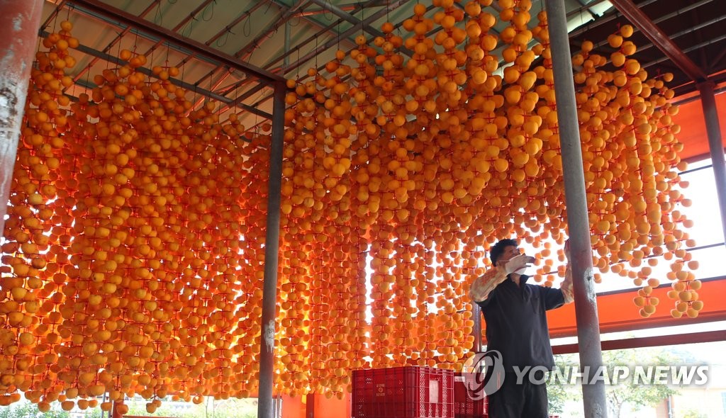 Season for making dried persimmons Season for making dried persimmons