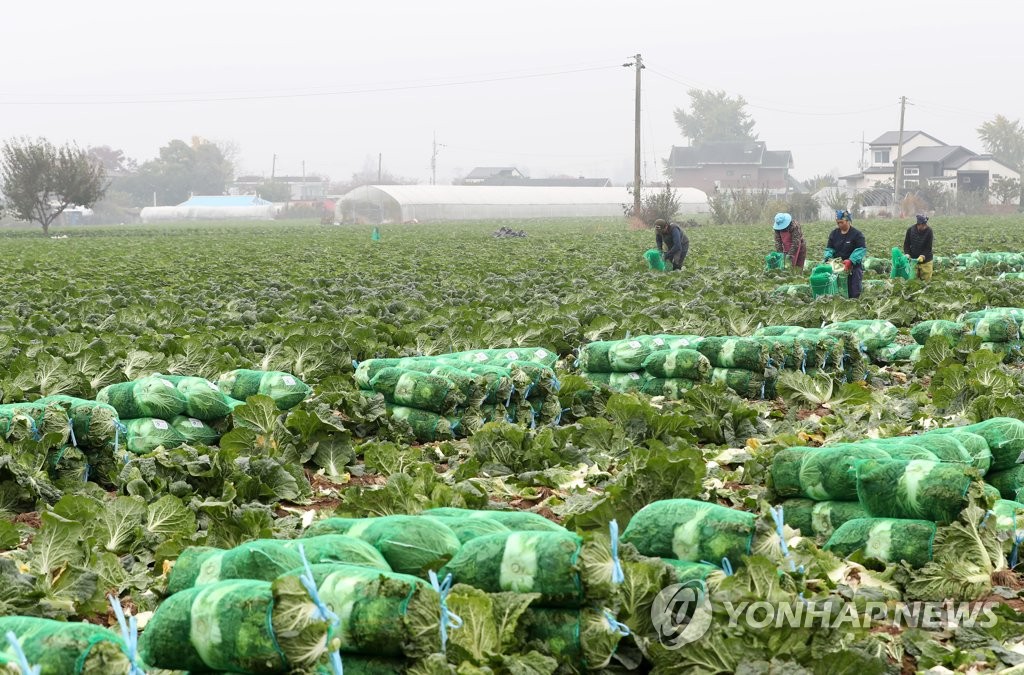 가을배추 수확하는 외국인 노동자들
