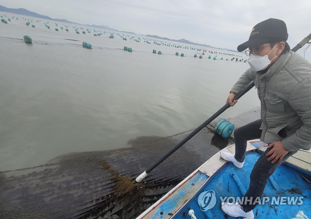 Invasive algae damages seaweed farm Invasive algae damages seaweed farm