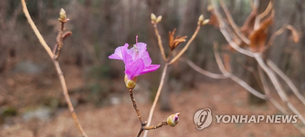 지난달 24일 꽃망울 터트린 부산 봄꽃 모습