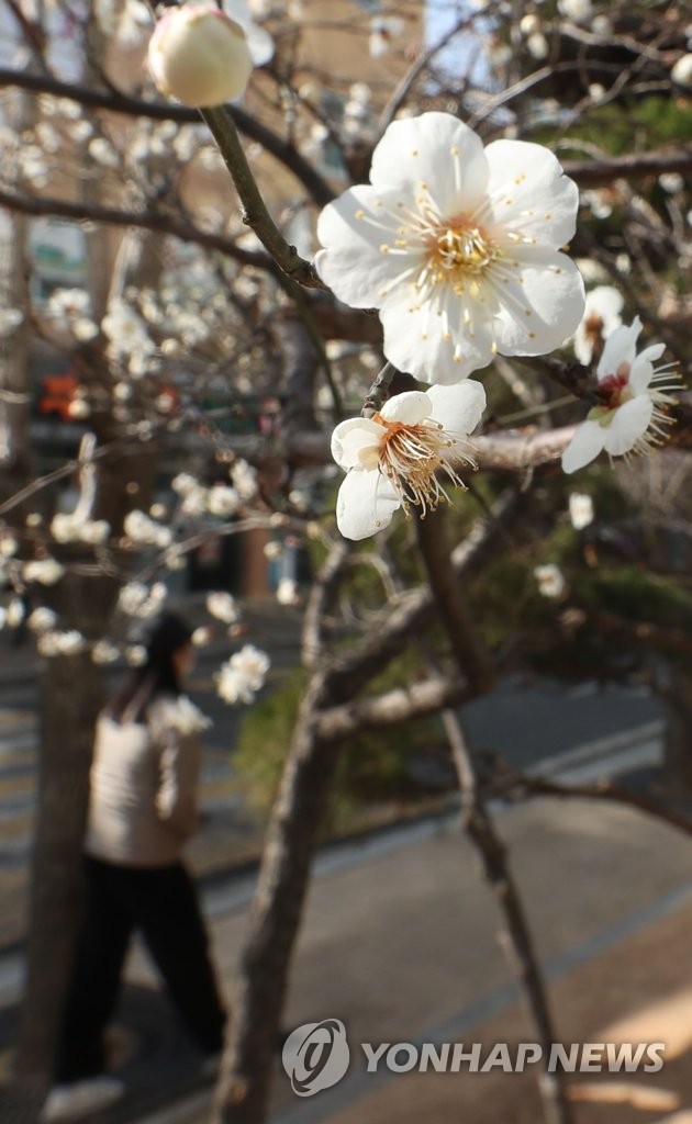 Unseasonal apricot flowers Unseasonal apricot flowers