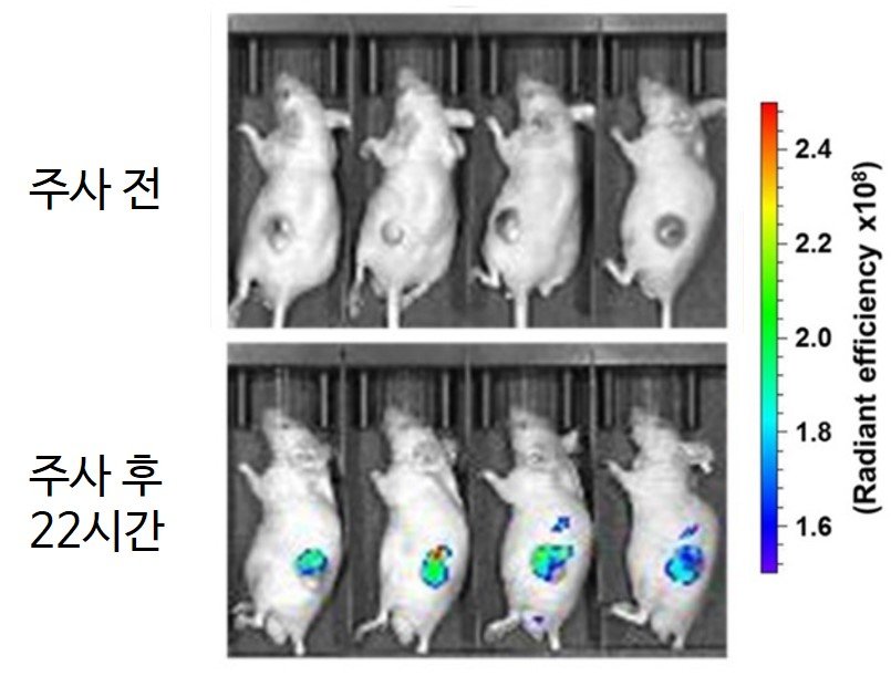 기초지원연, 암조직 찾아내는 형광화합물 개발