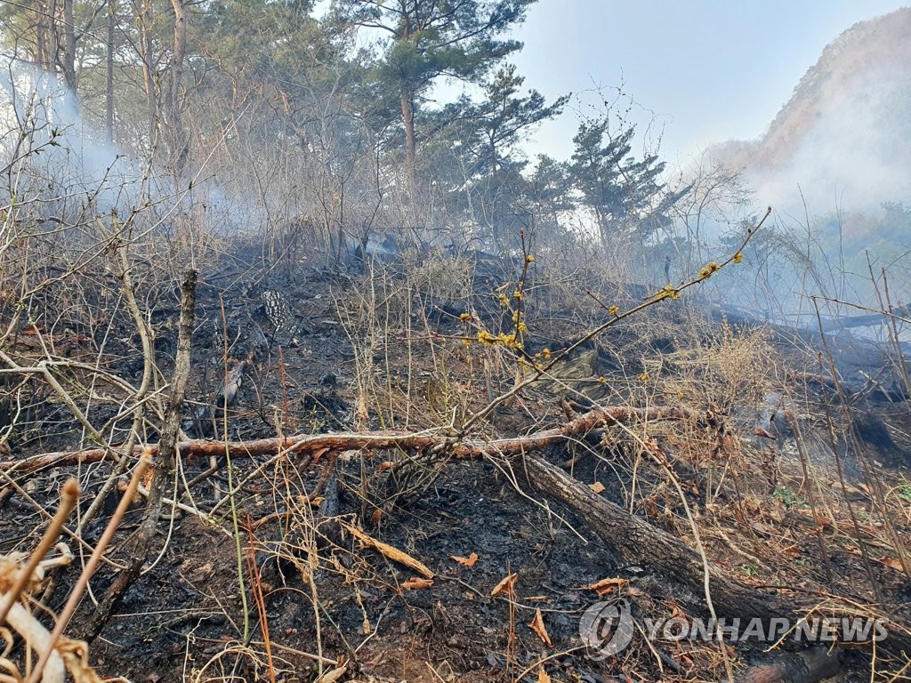 산불이 앗아간 봄