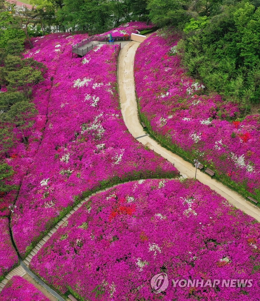 Royal azalea fete canceled amid pandemic