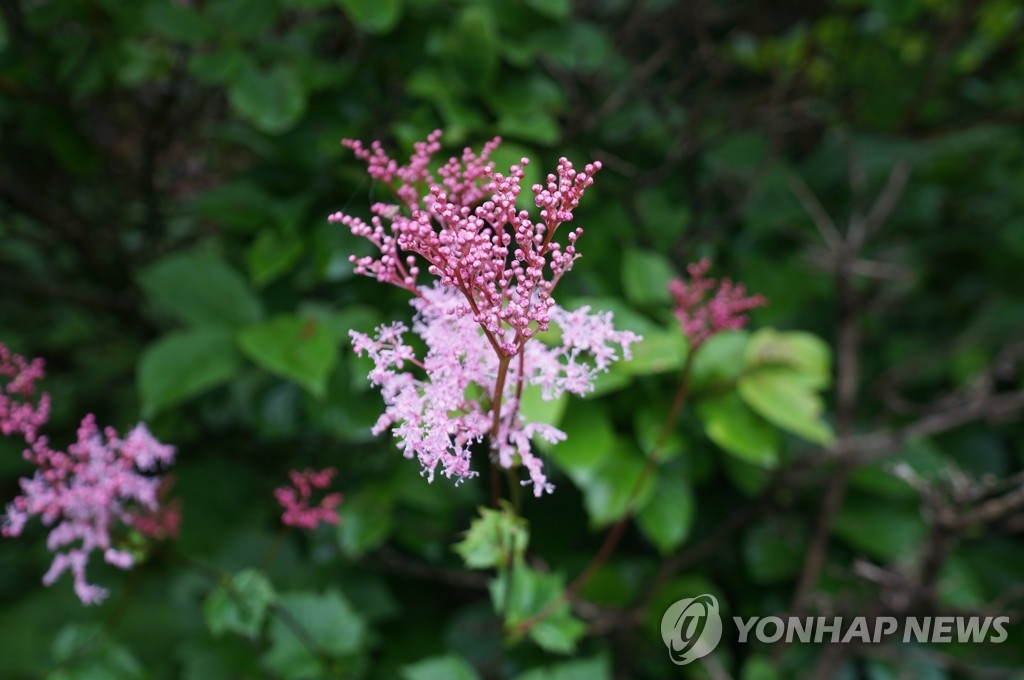 초여름 노고단에 핀 야생식물
