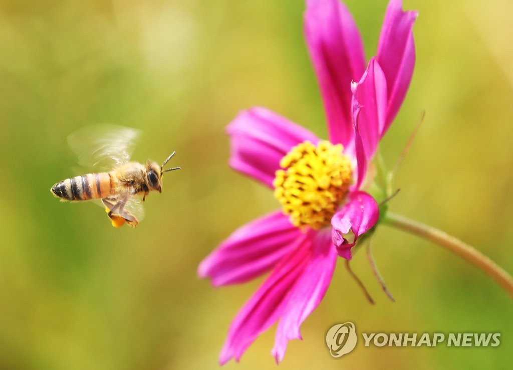폭염 속 분주한 꿀벌[연합뉴스 자료사진]