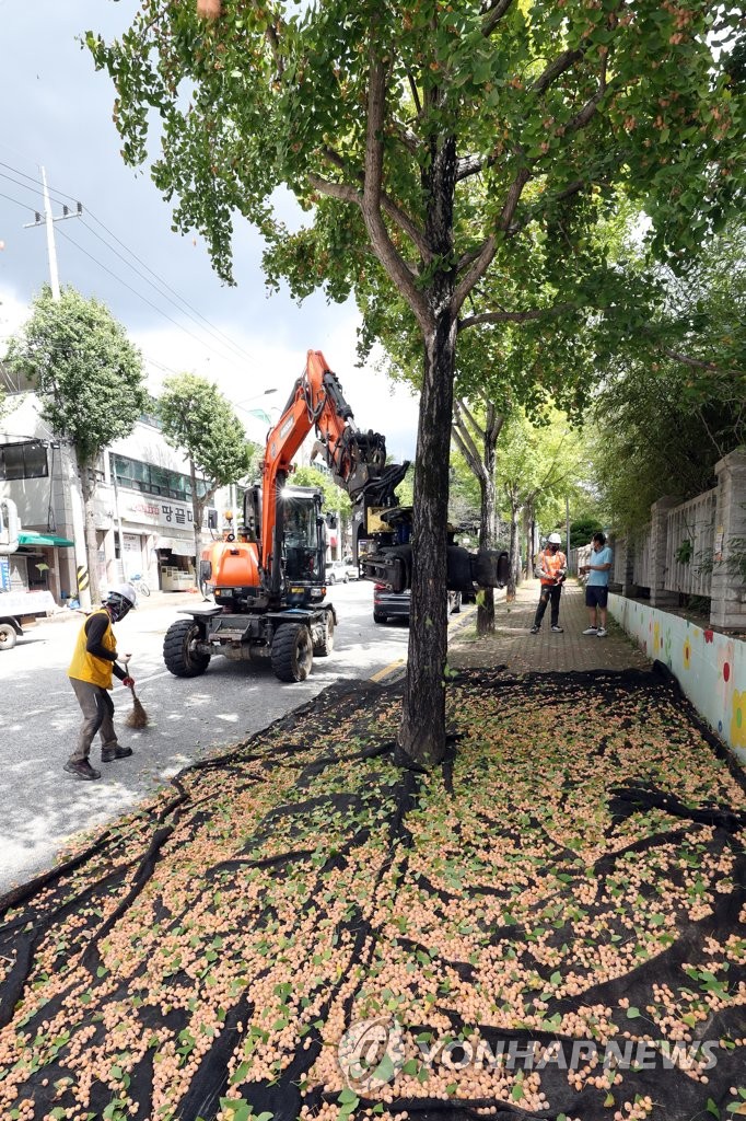 Removal of malodorous gingko nuts Removal of malodorous gingko nuts