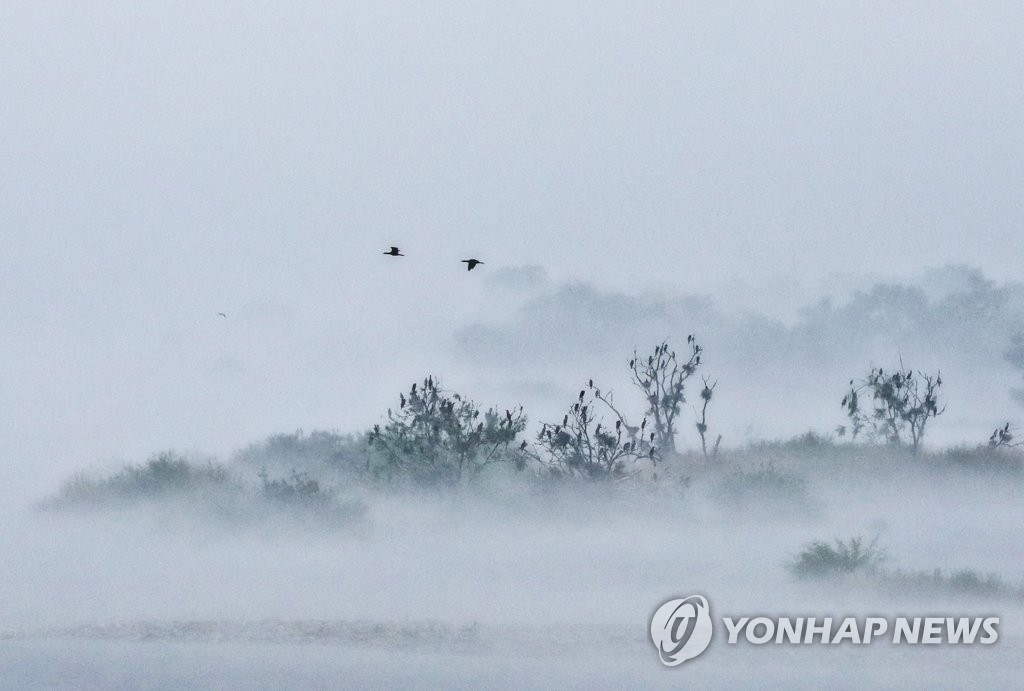 '몽환의 숲'