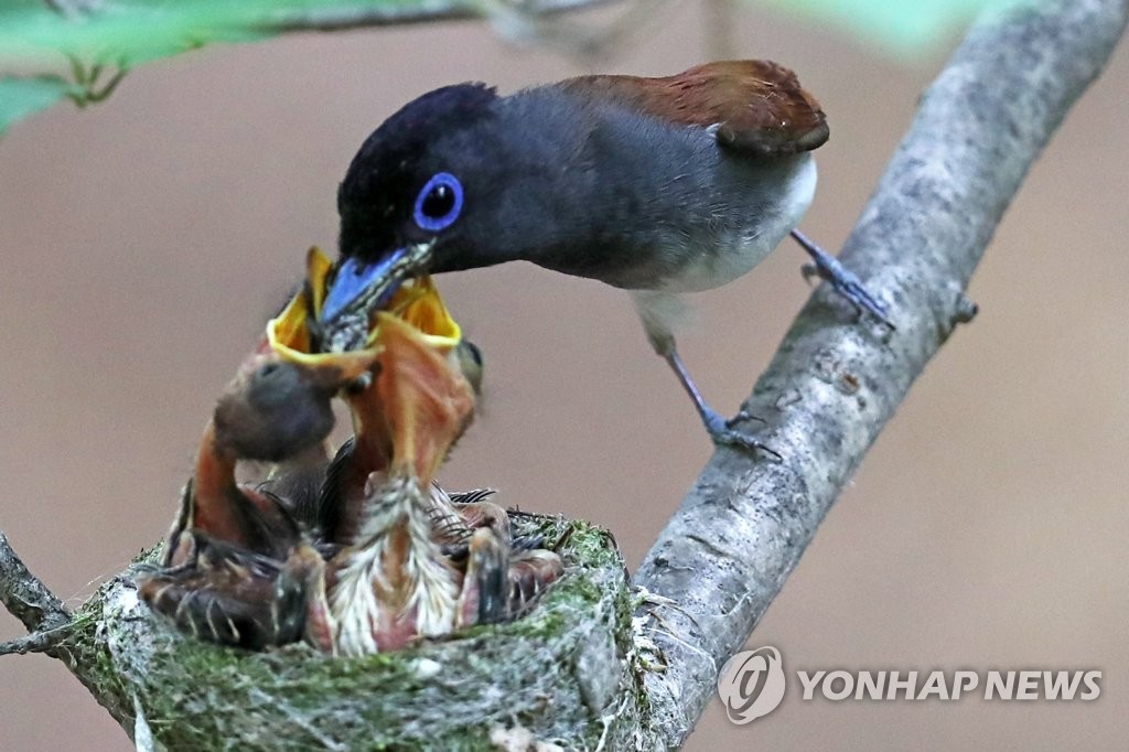파란 눈테를 지닌 긴꼬리딱새