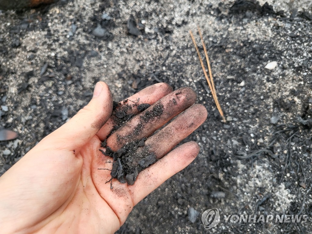 잿더미로 뒤덮인 랑디라 숲