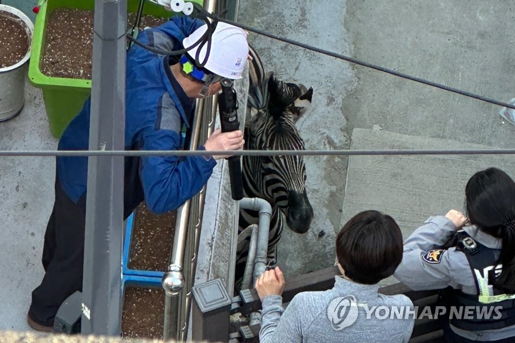 주택가 활보하는 얼룩말