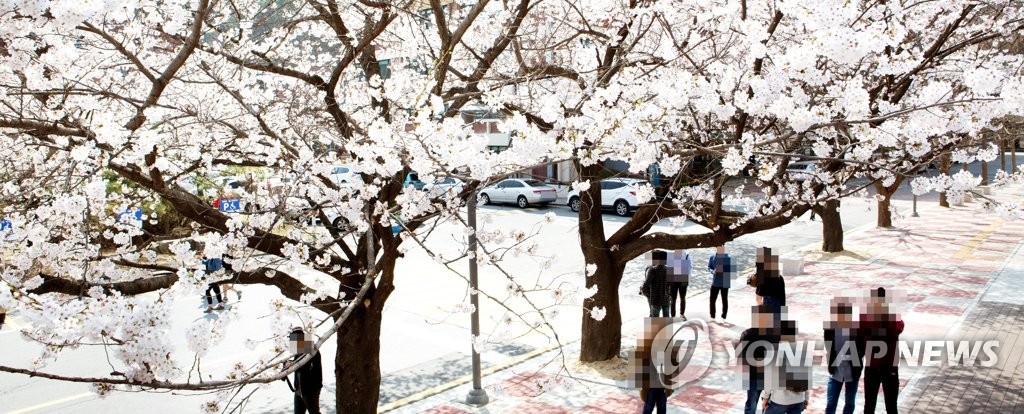 Cherry blossoms bloom in Daejeon Cherry blossoms bloom in Daejeon