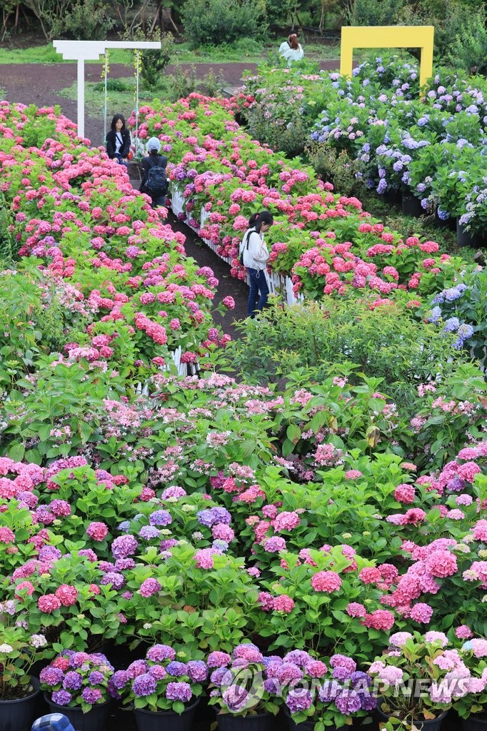 Hortensias en plena floración en Jeju Hortensias en plena floración en Jeju