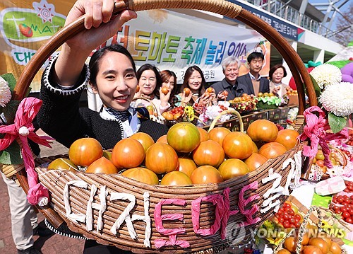 '짭짤한 봄맛'…부산 대저 토마토 축제 23일부터 이틀간