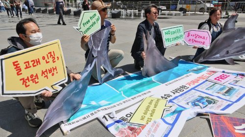 >'돌고래에게 자유를!'…돌고래 석방 촉구하는 환경운동연합