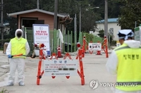 كوريا تفرض حظرا على مزارع الخنازير لمدة 48 ساعة بعد اكتشاف حالة إصابة بحمى الخنازير الأفريقية