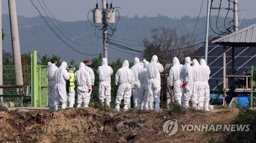 كوريا تؤكد إصابة جديدة بمرض الحمى القلاعية