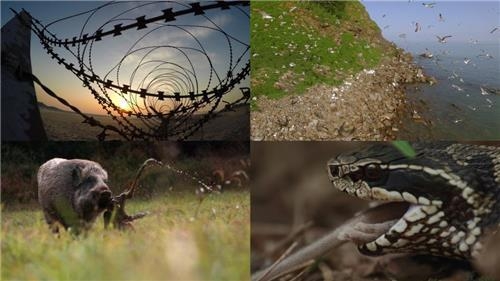 This composite image shows highlights from MBC TV's documentary "DMZ, the Wild." (Yonhap)