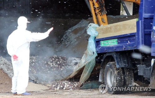 Quarantine officials discard duck eggs from a poultry farm in Yeongam, 380 kilometers south of Seoul, on Dec. 11, 2017, following the outbreak of a highly pathogenic avian influenza. (Yonhap)